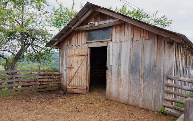 A Montana homeowner was shocked when a mountain lion killed her pet goat, prompting a debate over what to do about the big cat.