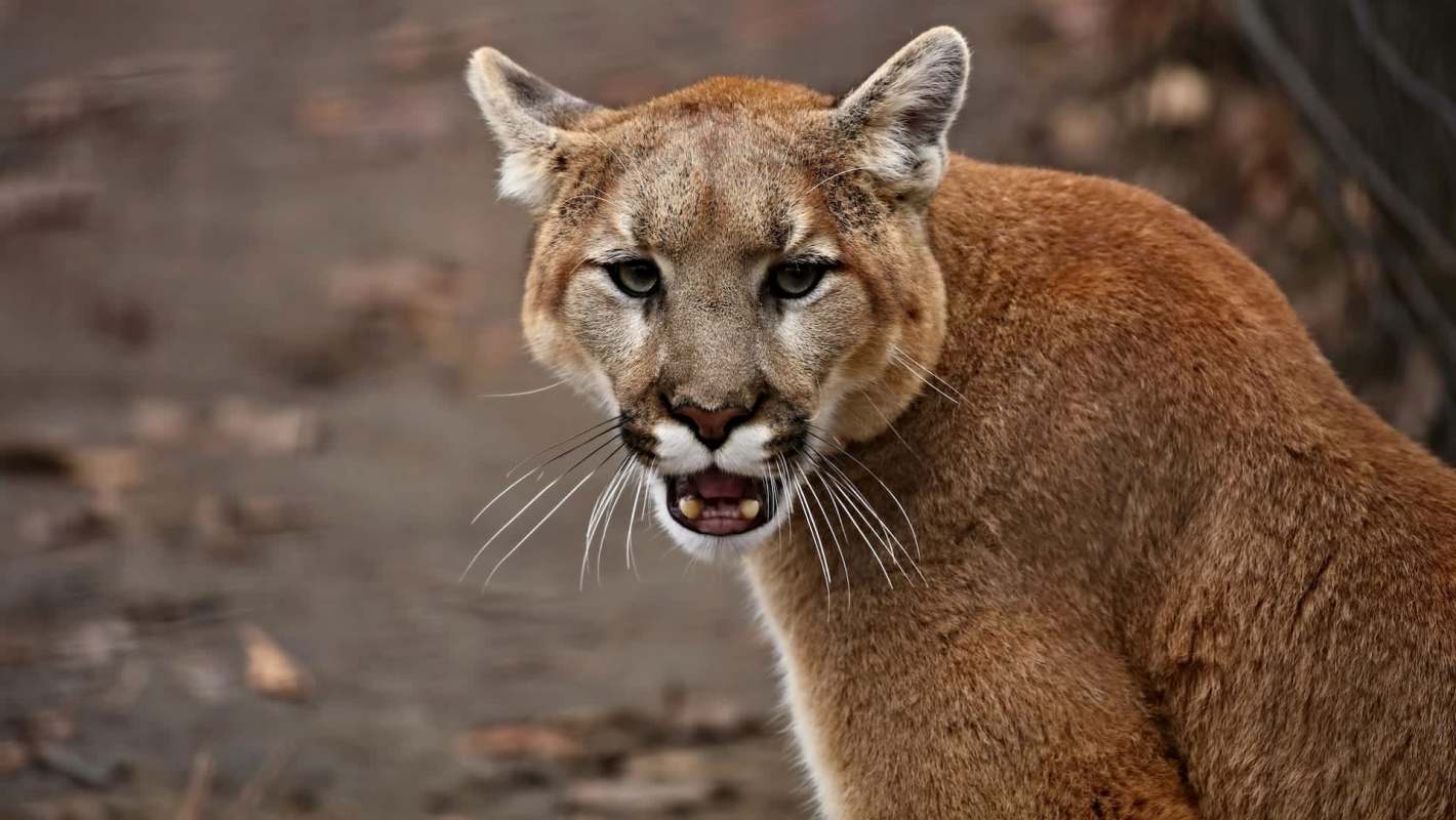Police in Colorado say a mountain lion likely snatched a small dog from its backyard near Erie Air Park.