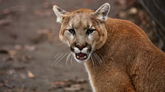 Police in Colorado say a mountain lion likely snatched a small dog from its backyard near Erie Air Park.
