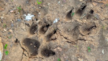 Strange sightings of an apex predator displaying unusual behavior have prompted local officials to temporarily close an Orange County, California, park.