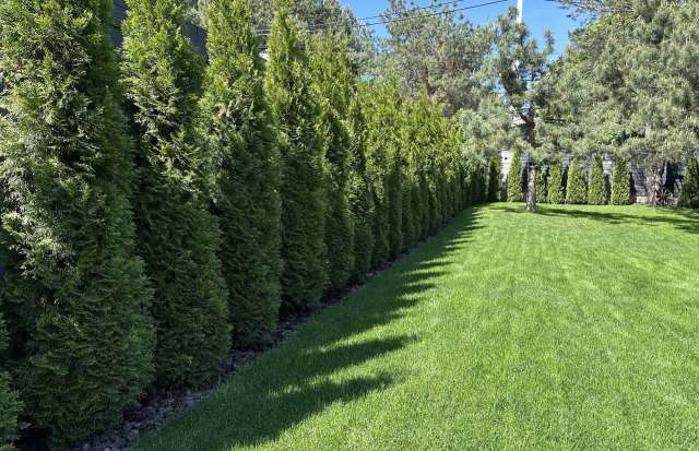 The Reddit gardening community helped a concerned homeowner learn about the dangers of mulch volcanoes and how to protect his trees.