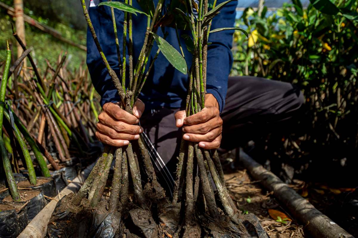 A group of 15 women in Kenya's coastal village of Munje decided to plant hope — literally — for their threatened mangrove forest.