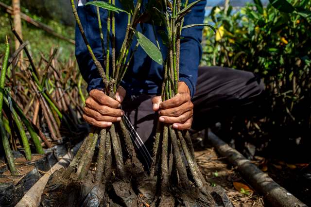 A group of 15 women in Kenya's coastal village of Munje decided to plant hope — literally — for their threatened mangrove forest.