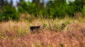 To keep track of an elusive group of small carnivores, researchers in Europe are turning to an innovative design of a camera trap.