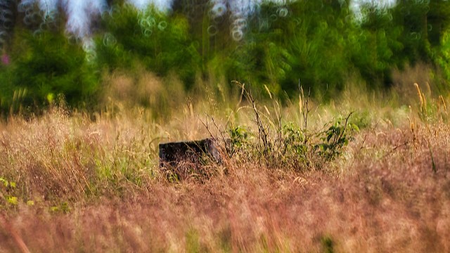 To keep track of an elusive group of small carnivores, researchers in Europe are turning to an innovative design of a camera trap.