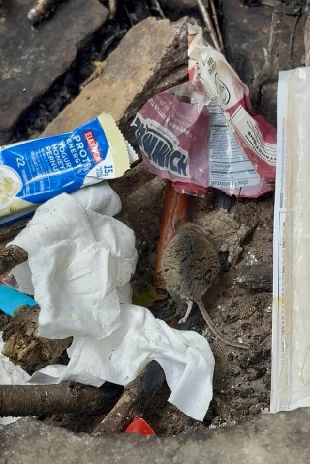 Leaving food out in wild areas can invite animals to the spot, putting fellow campers at risk.