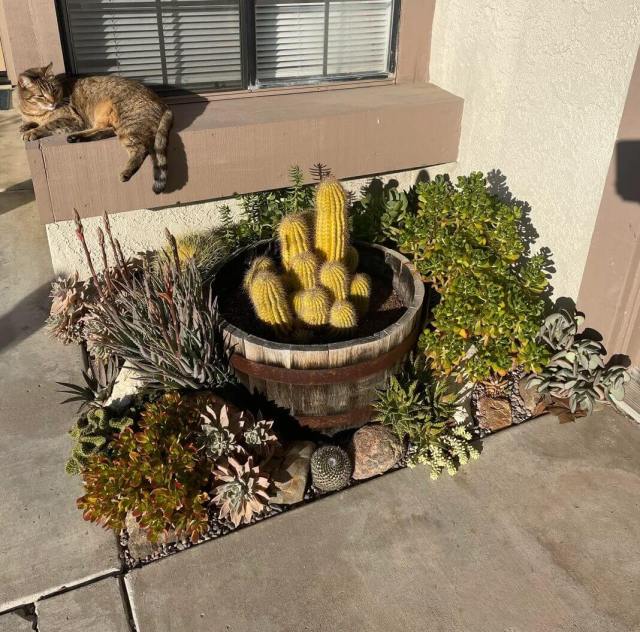 A Reddit user shared photos of their beautiful xeriscaped yard, demonstrating how to create a sustainable landscape.