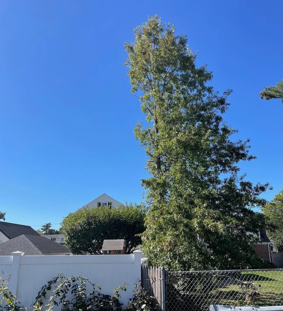 One story about a beloved tree, roughly chopped by a neighbor, has the internet riled up.