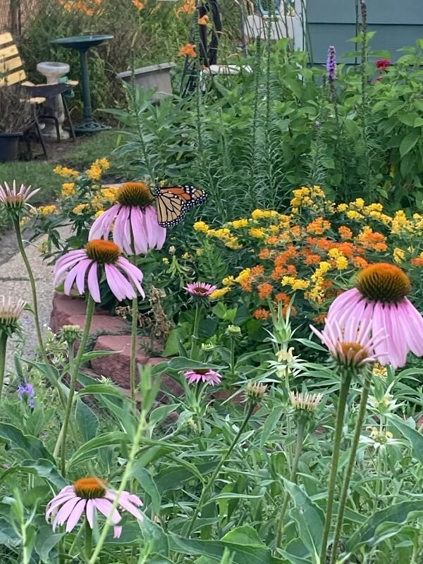One Redditor's backyard transformed into a stunning native garden, and they revealed how to do it.