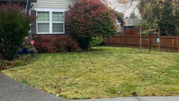 One Portland-area gardener is sharing the stunning results of their yard's transformation, one year after making the switch from a grass lawn to a native garden.
