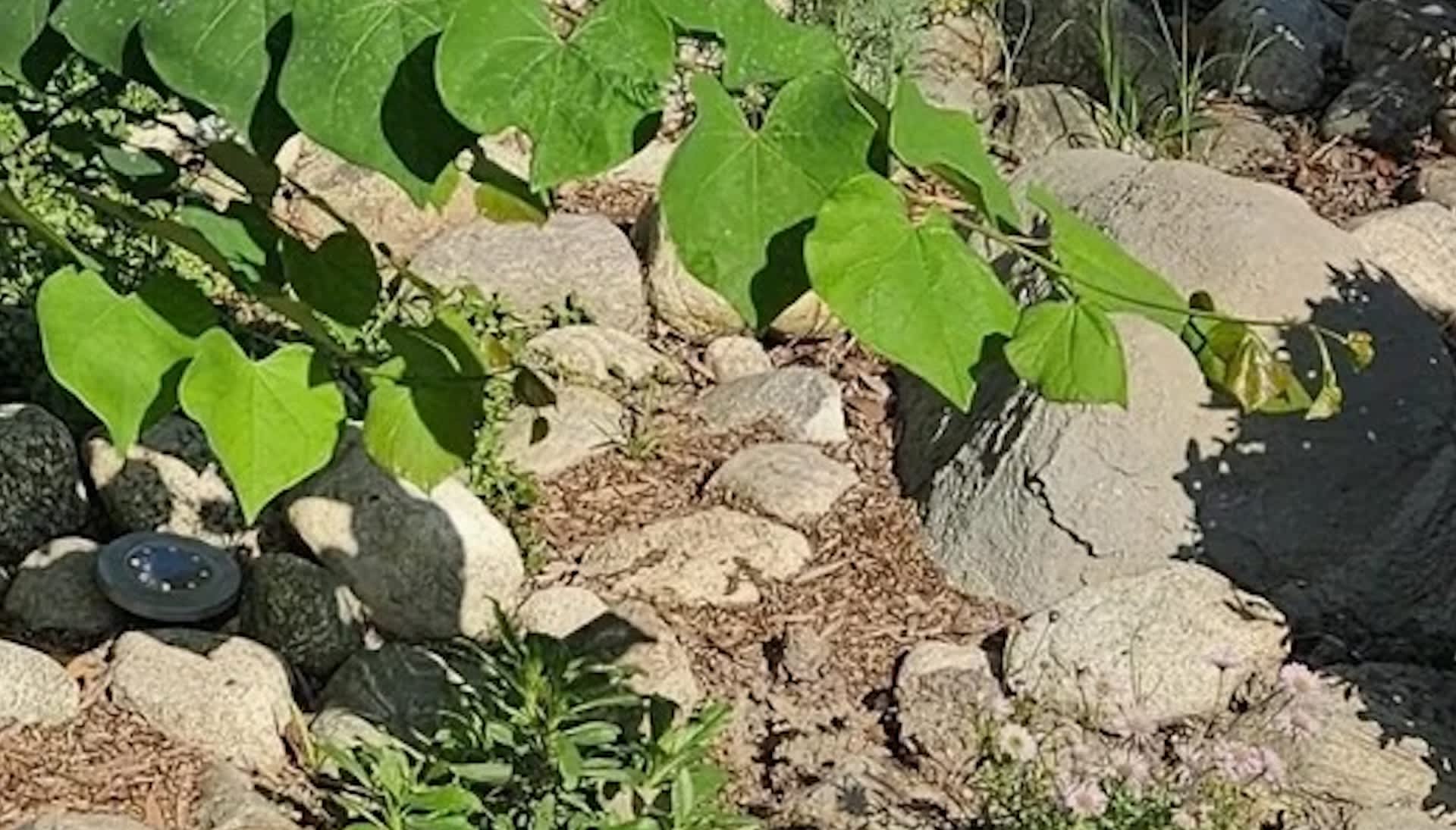 Resident shares photos after transforming neglected space into vibrant garden: 'So inspiring'