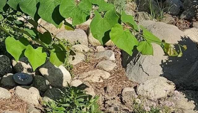 One Reddit user shared their journey in creating a native garden in their apartment complex, showing beautiful photos of the space.