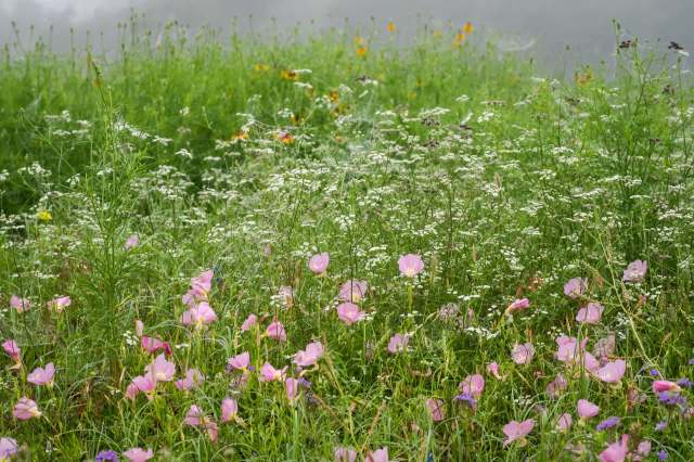 The beauty and benefits of native gardening expand far beyond the yard.