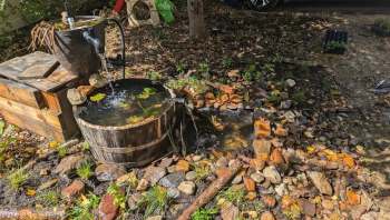 One Redditor shared their stunning transformation from a typical lawnscape to a native plant yard.