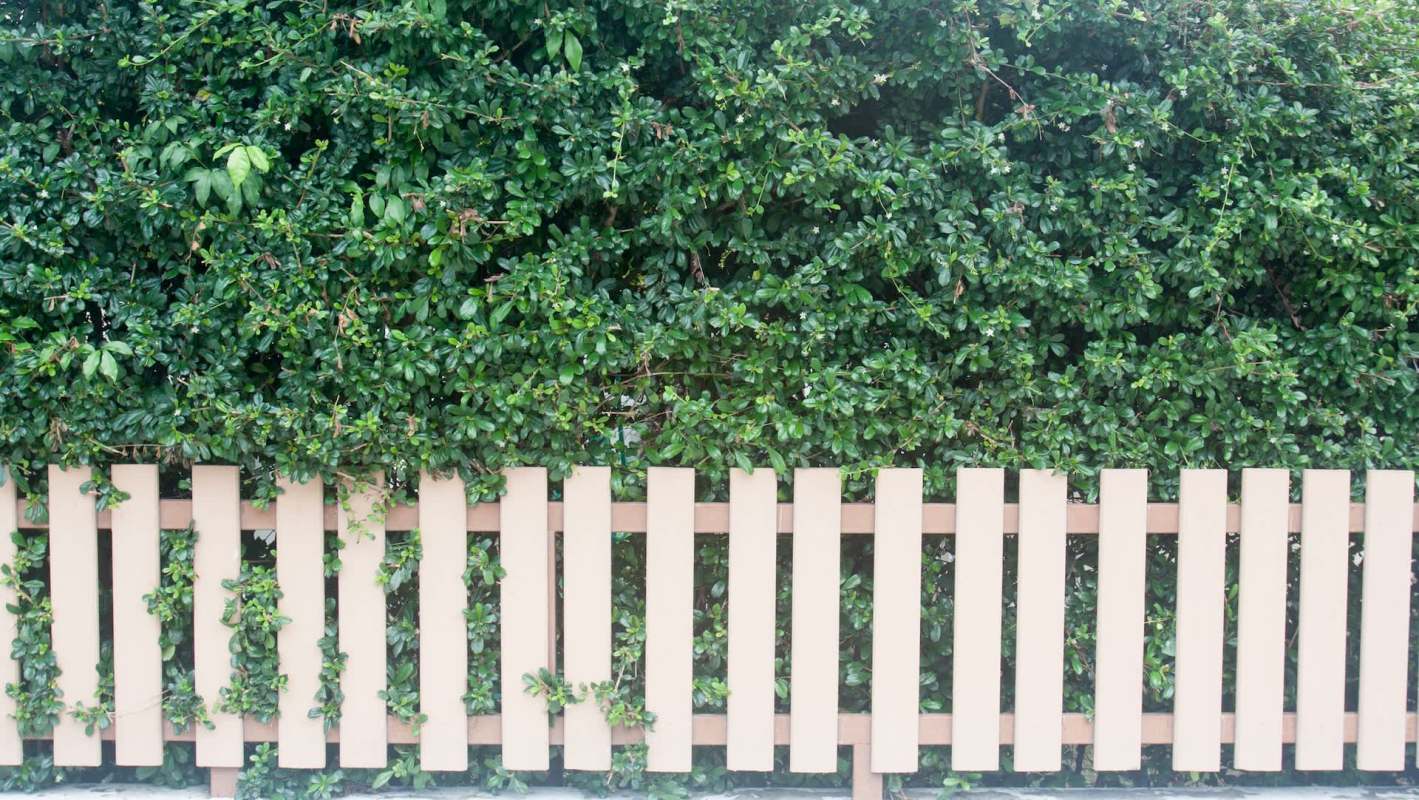 One Redditor shared a photo of a natural lawn adjacent to a conventional one, showing stark differences.