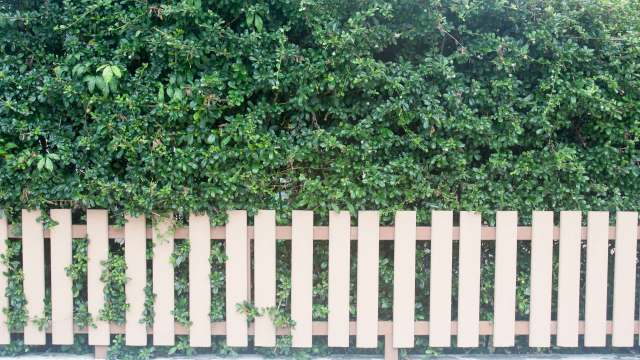 One Redditor shared a photo of a natural lawn adjacent to a conventional one, showing stark differences.