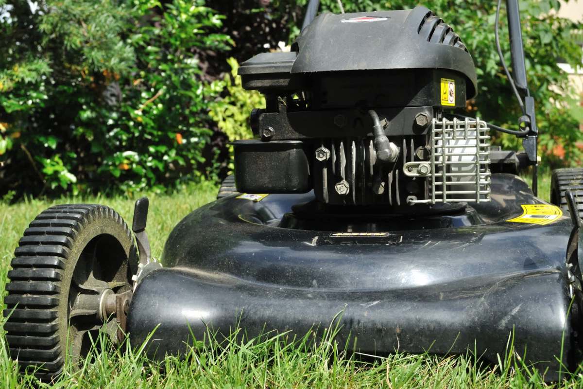 One Reddit user's experiment demonstrated the stunning transformation of a natural lawn when left untouched for three years.