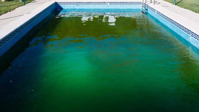 A homeowner turned to Reddit after a neighbor's seriously neglected pool sparked a mosquito invasion, prompting advice from Redditors.