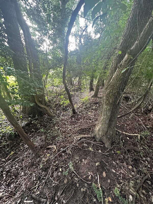 A Maryland homeowner returned from vacation to a devastating sight: the neighbor behind them had clear-cut an entire patch of trees, including a portion of their property.