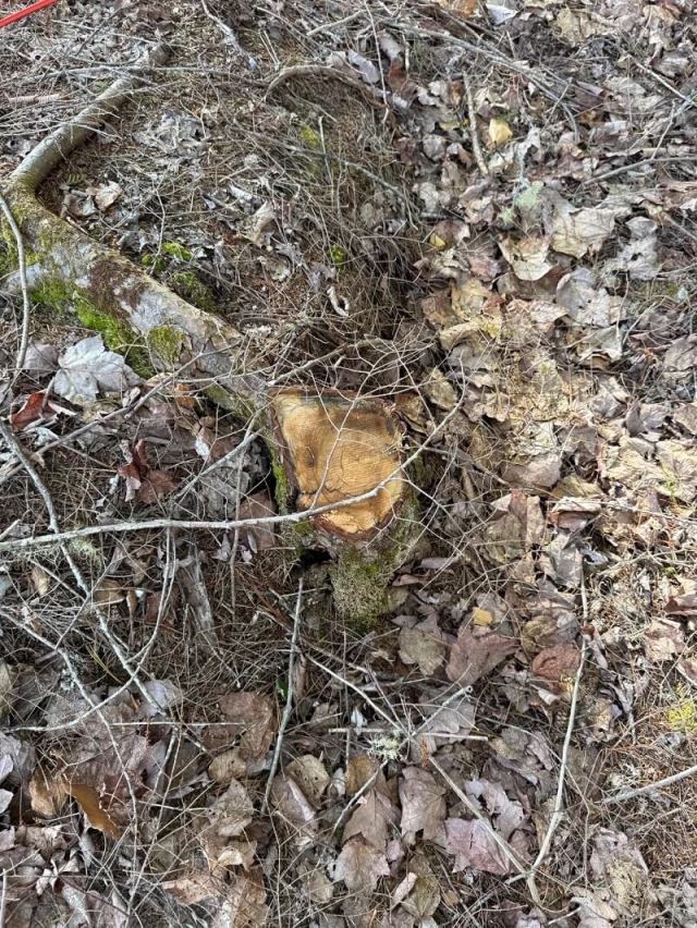 A post on Reddit's r/TreeLaw forum is sparking outrage, centering on a poster's experience of property line aggression.