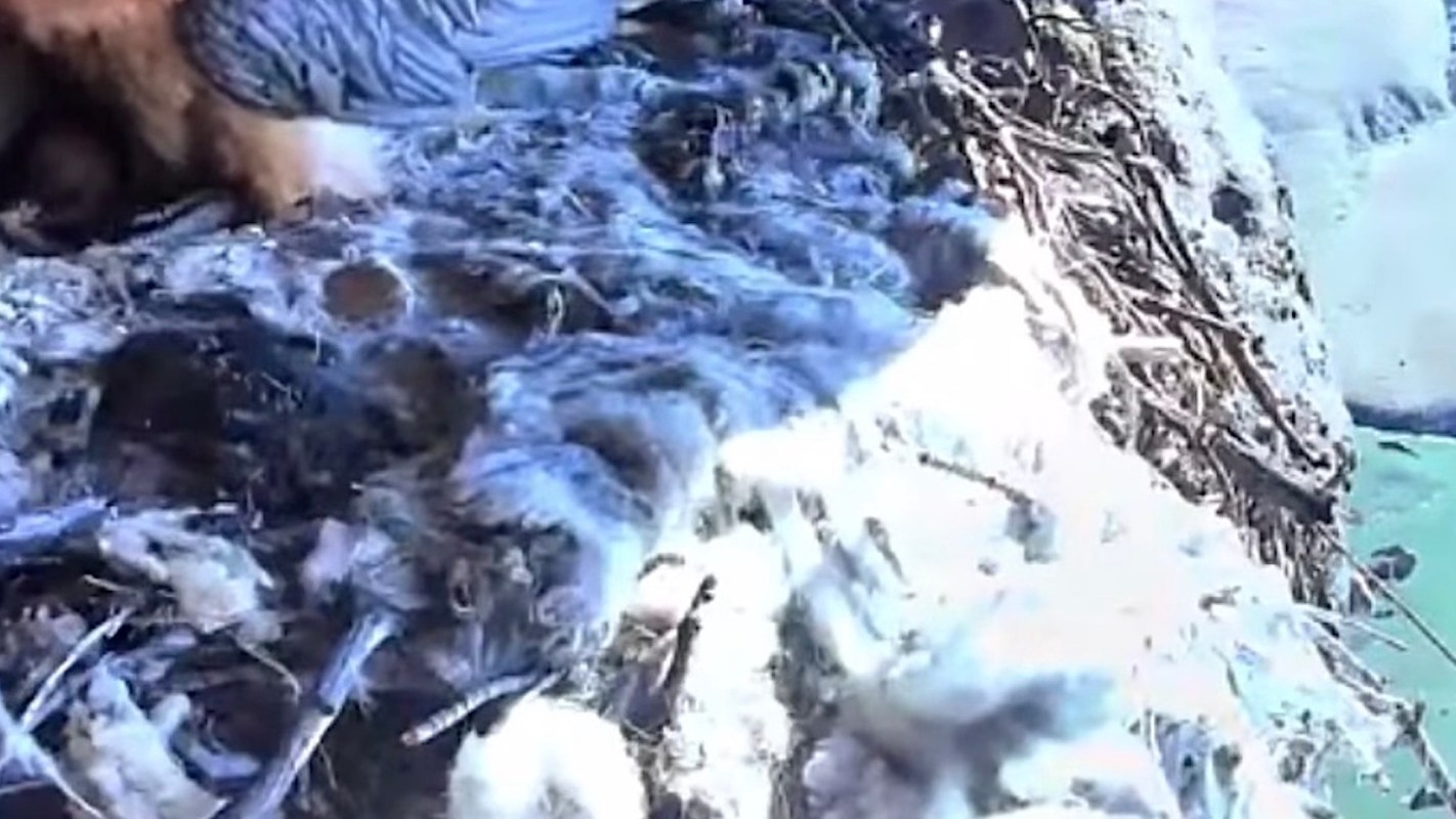 Trail cameras installed in the Drakensberg Mountains in eastern South Africa have been monitoring a rare bearded vulture and its burgeoning young.