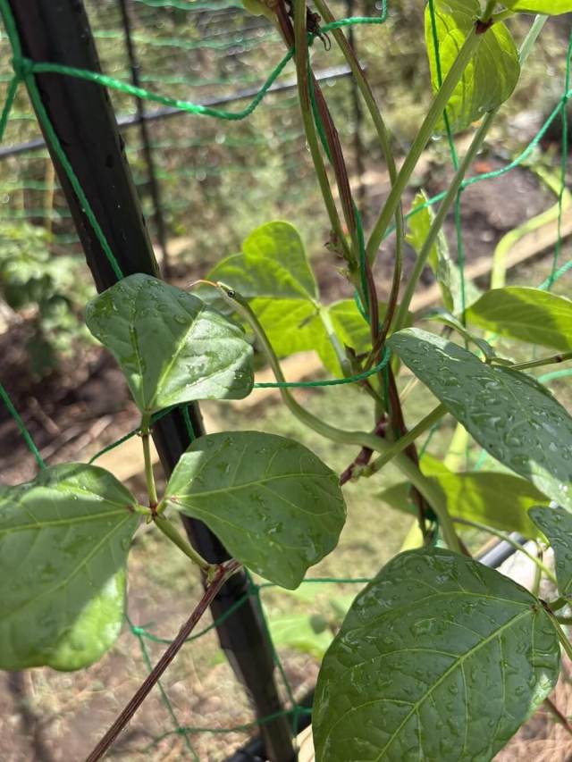 One gardener got a surprise visit from a harmless garden snake.