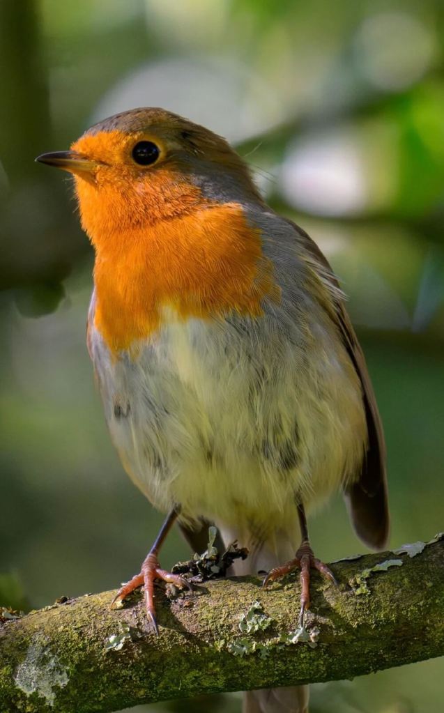 A photo of a robin relaxing in a homeowner's garden has reached hundreds of Redditors, leading to a discussion on rewilding.