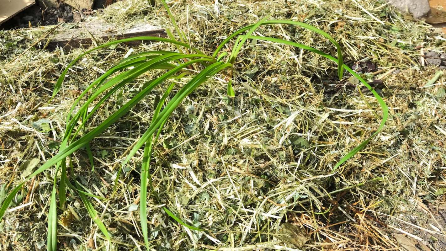 This no-dig gardening method will help you clear your garden beds with minimal effort and save you money in the process.