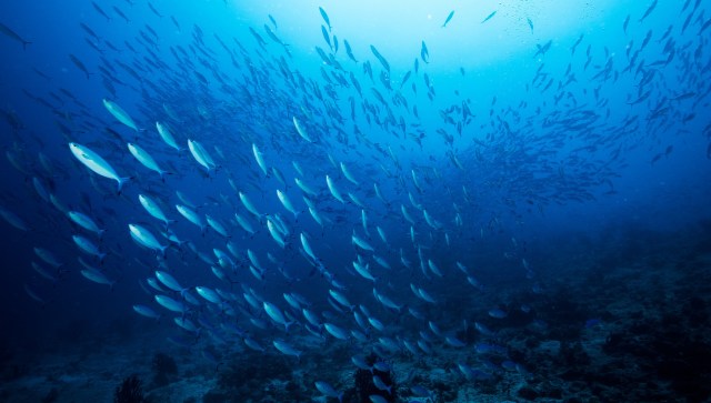 Moody's found that threats to marine ecosystems are negatively impacting the blue economy, potentially costing the world billions.