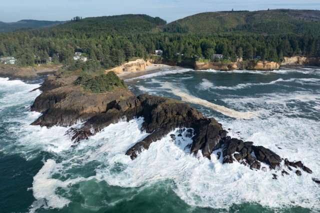 After a devastating disease threatened to wipe it out, the ochre sea star appears to be experiencing a remarkable comeback on the Oregon coast.