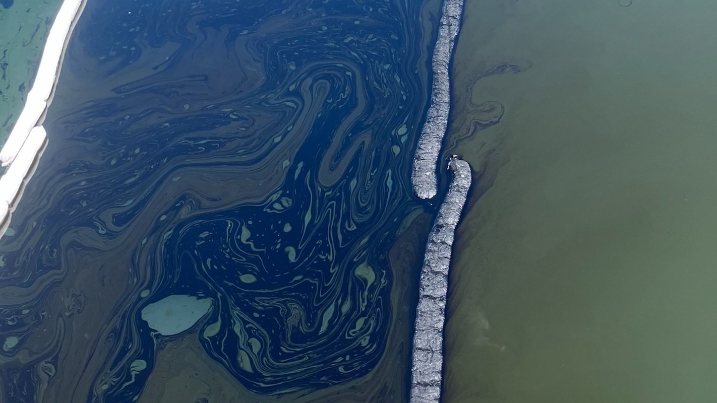 The sight of a pelican — coated in sticky black petroleum after an oil spill and struggling on the popular Cairns Esplanade — turned an environmental disaster into a gut-wrenching crisis.
