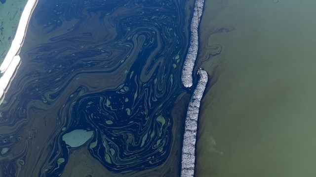 The sight of a pelican — coated in sticky black petroleum after an oil spill and struggling on the popular Cairns Esplanade — turned an environmental disaster into a gut-wrenching crisis.