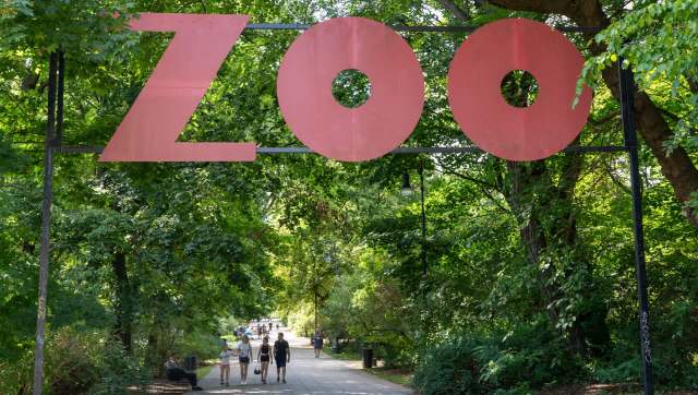 In October, the Sacramento Zoo welcomed an okapi calf to its repertoire.