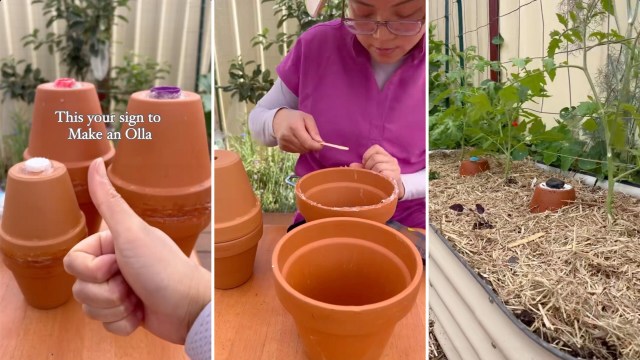 One clever gardener shared their DIY olla on TikTok, revealing how it can help lazy gardeners provide their plants with a steady water supply.