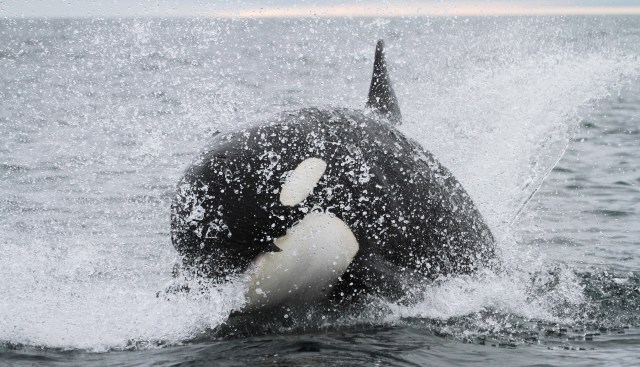 Juvenile great white sharks appear to be under attack from orcas in the Gulf of California.