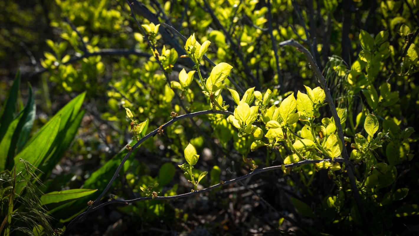 Forests and parks across Indiana are being smothered by oriental bittersweet, according to the local paper, IndyStar.