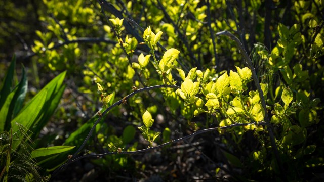 Forests and parks across Indiana are being smothered by oriental bittersweet, according to the local paper, IndyStar.