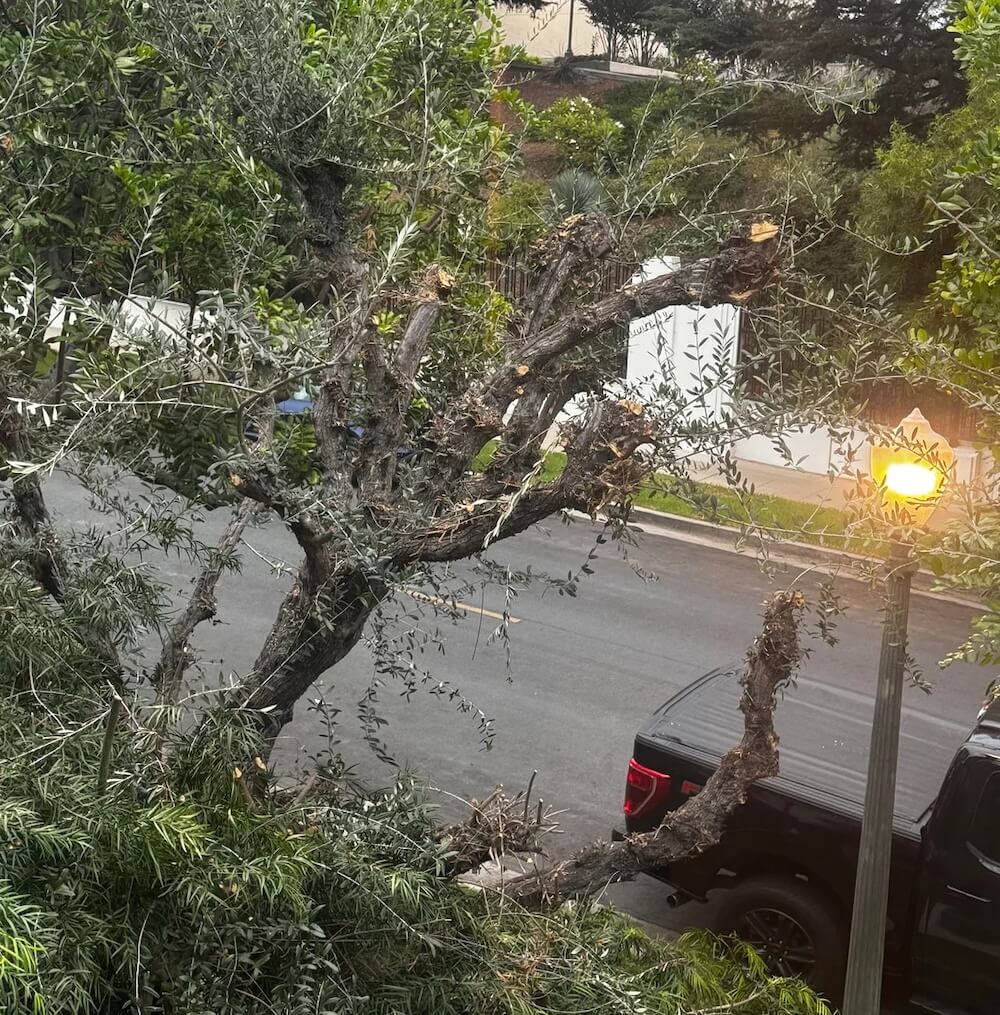 One homeowner took to Reddit to share their displeasure with their HOA after the group butchered an olive tree on their property.
