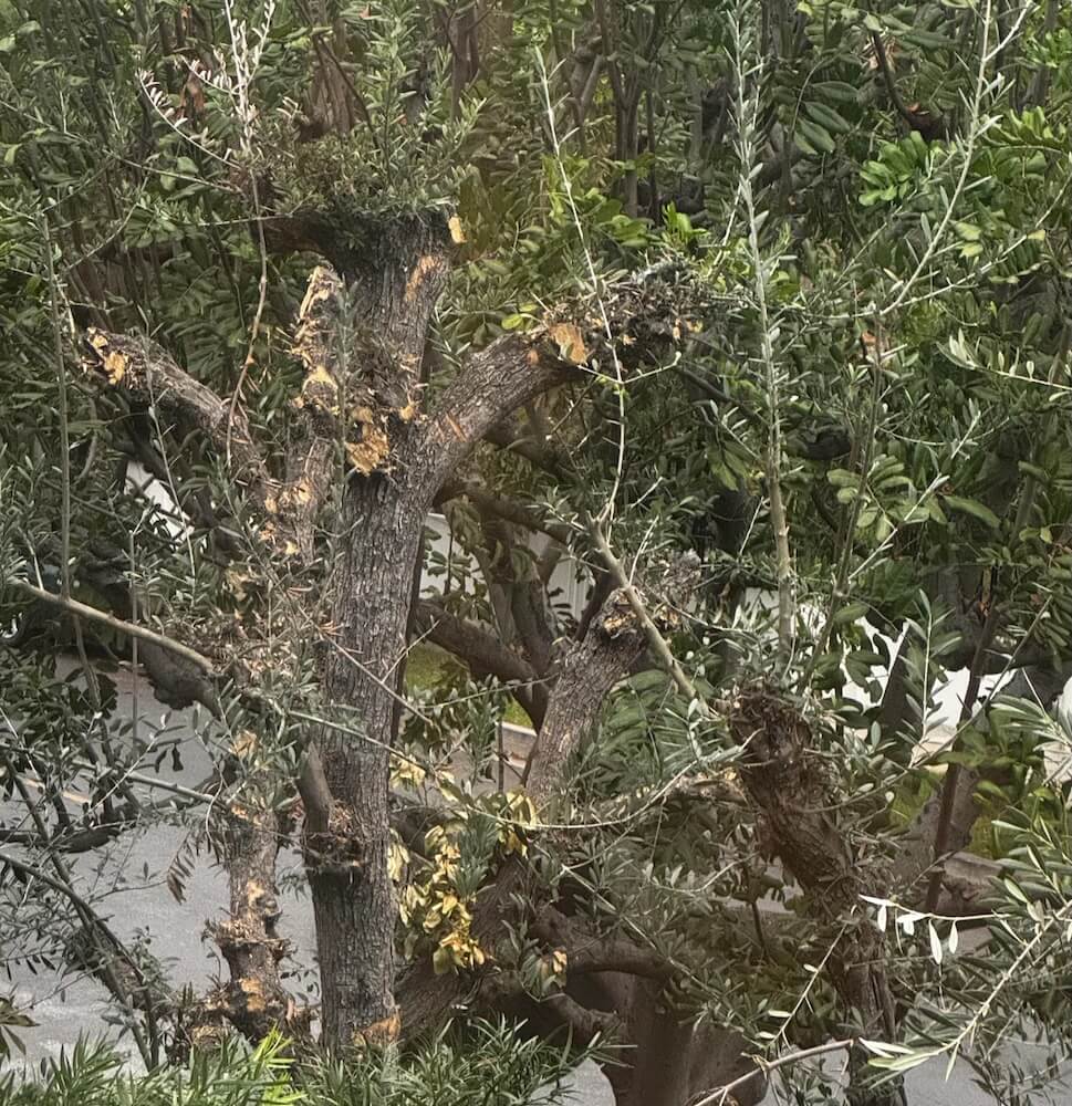 One homeowner took to Reddit to share their displeasure with their HOA after the group butchered an olive tree on their property.