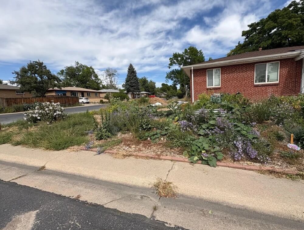 One Redditor's inspiring yard transformation, from a weedy rock patch to a thriving garden, was shared.