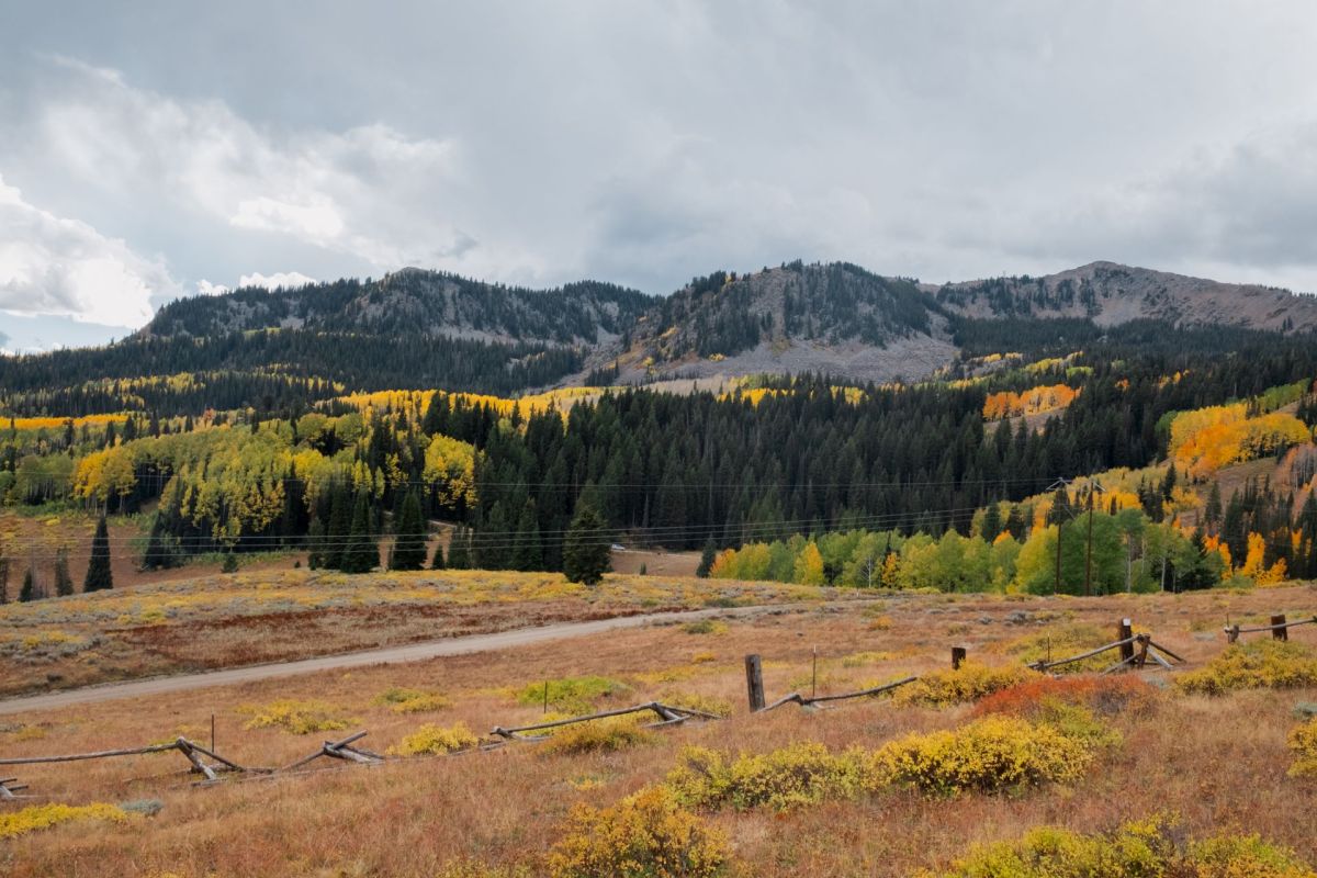 A wedding photoshoot at Big Cottonwood Canyon in Utah nearly turned disastrous after a couple wandered off a designated trail — and came face-to-face with an angry moose.