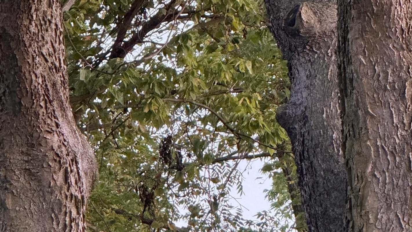 One Redditor shared a video of a barred owl perched in their yard, asking how to get it to come back.