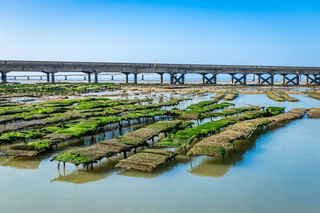 A new study has revealed that oysters help remove planet-heating carbon gas from the atmosphere.