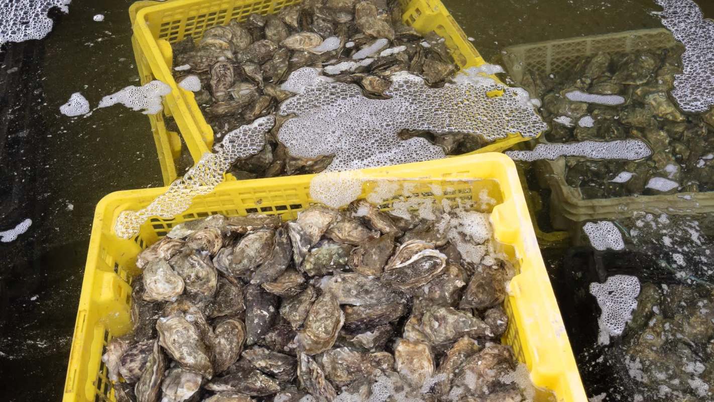Researchers in Ireland discovered that oyster farming could do far more than produce food — it may also help clean the water and store carbon.