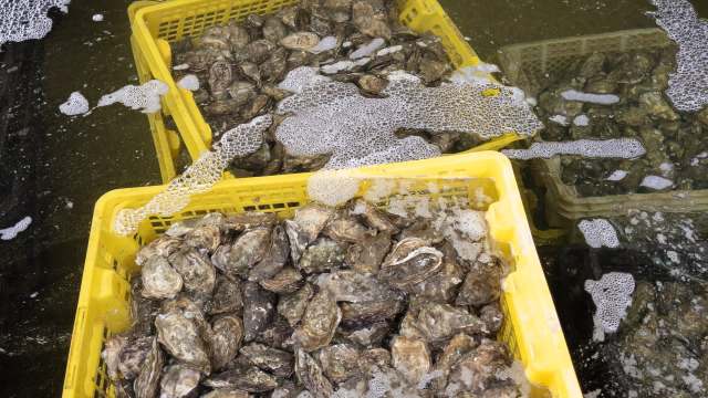 Researchers in Ireland discovered that oyster farming could do far more than produce food — it may also help clean the water and store carbon.