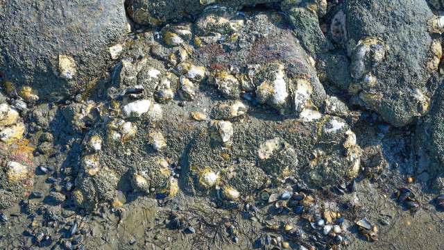 Experts from the Zoological Society of London and nature charity Groundwork are working to save oysters with giant oyster reef cubes.