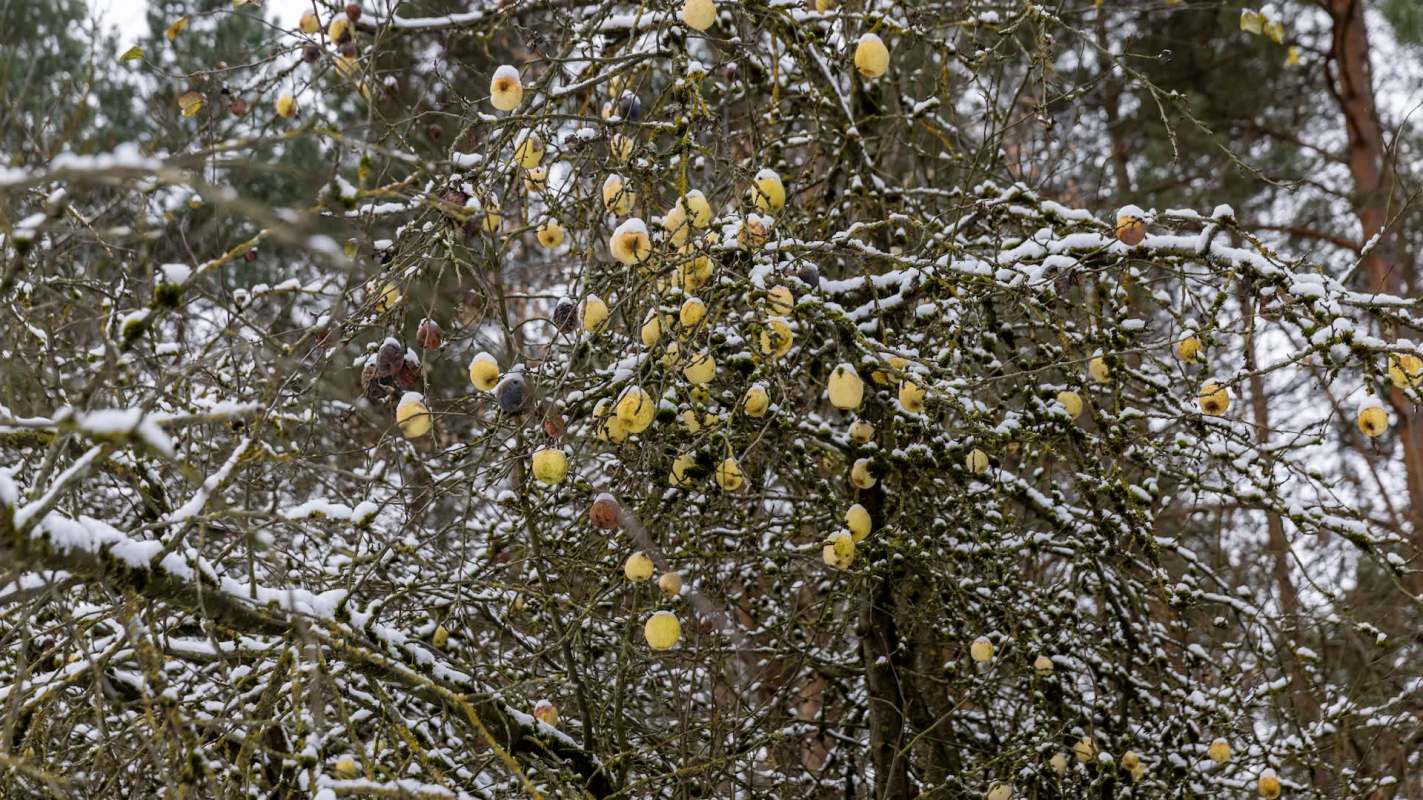 Farmers in Ukraine's Vinnytsia region lost a significant portion of their pear harvest due to unexpected frosts.