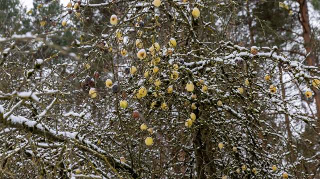Farmers in Ukraine's Vinnytsia region lost a significant portion of their pear harvest due to unexpected frosts.