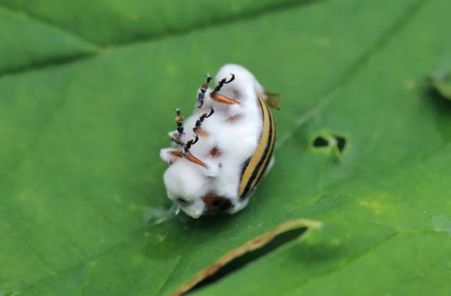 Researchers have engineered a strain of Metarhizium fungus that releases a floral scent capable of luring mosquitoes to their own demise.
