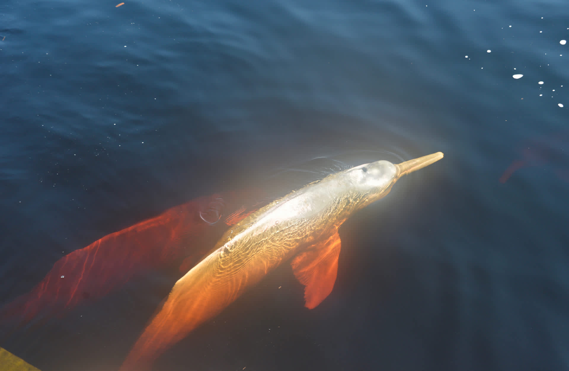 Researchers document mass die-off of pink creatures as lakes reach